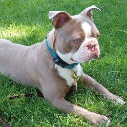 Tyri - Boston Terrier