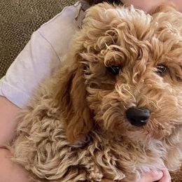 Boy 2 - Goldendoodle puppy in Newport, New York from Snuggle Me Doodles