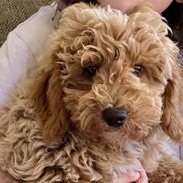 Boy 2 - Goldendoodle puppy in Newport, New York from Snuggle Me Doodles
