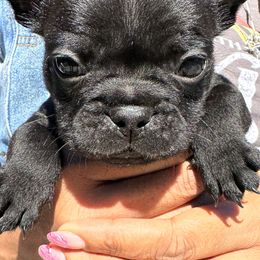 French Bulldog puppies from Dade Fire Frenchies