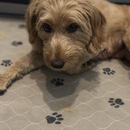 Nala - Goldendoodle