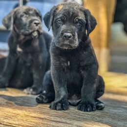 Boy 2 - Chestnut brindle male Cane Corso puppy in Sandia, Texas from OneTime Cane Corso