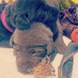 Basset Hound and Labrador Retriever Puppies from Porter Kennels