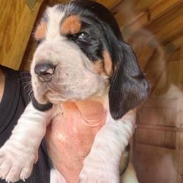 Boy 3 - Black brown and white male Basset Hound puppy in St. Cloud, Florida from Fancy Hounds