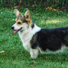 Bandit - Pembroke Welsh Corgi