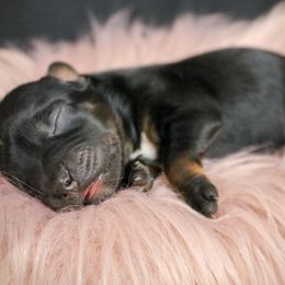 Alchemy - Black tri male Miniature Australian Shepherd puppy in Melbourne, Florida from True Spirited Aussies