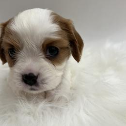 Cavalier King Charles Spaniel Puppies from Beverlywood Cavaliers