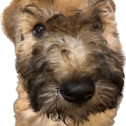 Boy 4 - Soft Coated Wheaten Terrier puppy in Jones, Oklahoma from Cuilinn Wheatens