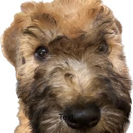 Boy 4 - Soft Coated Wheaten Terrier puppy in Jones, Oklahoma from Cuilinn Wheatens