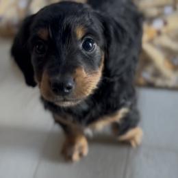 Black And Tan Male - Black and tan male Dachshund puppy in Blackstone, Virginia from Cheyenne's Dachshunds