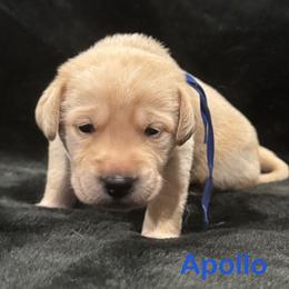 Apollo - Yellow male Labrador Retriever puppy in Tigard, Oregon from Morrison Labrador Retreivers