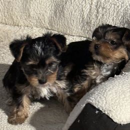 Yorkshire Terrier Puppies from Rumbaugh’s Yorkies