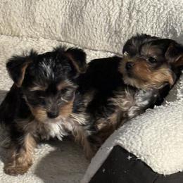 Yorkshire Terrier Puppies from Rumbaugh’s Yorkies