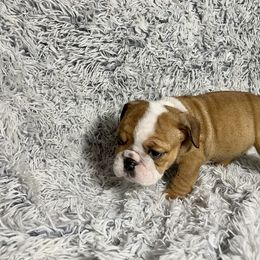 Girl 1 - Bulldog puppy in Fort Wayne, Indiana from Big Time Bulldogs