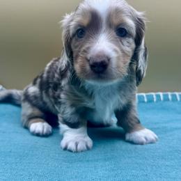 Conrad - Dapple male Dachshund puppy in Hendersonville, North Carolina from Kim's Cove