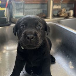 Blue-ish Green Collar - Black female Labrador Retriever puppy in Woodbury, Connecticut from A Dog’s Life Farm