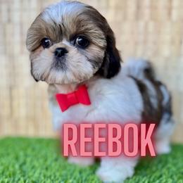 Reebok - Brindle and white male Shih Tzu puppy in San Tan Valley, Arizona from My Puppy Tzu