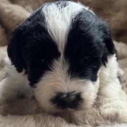 Bacon - Black and white male Sheepadoodle puppy in Howell, Michigan from Animal Crackers