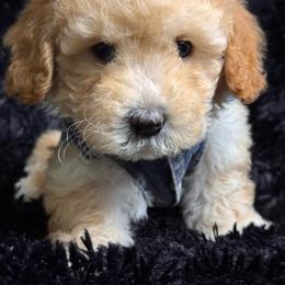 Apollo - Apricot male Maltipoo puppy in Bakersfield, California from Silvia's Maltipoos
