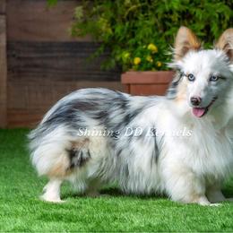 American Corgi, Miniature Australian Shepherd, and Pembroke Welsh Corgi Puppies from Rafter C Aussies & Corgis