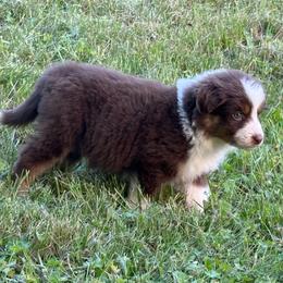 Orange crush - Red merle male Miniature Australian Shepherd puppy in Oak Harbor, Washington from Happy-Go-Lucky Homestead
