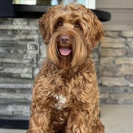 Lava - Australian Labradoodle