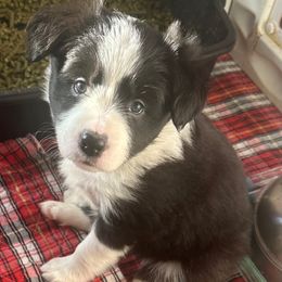 Noel - Black and white female Border Collie puppy in Lakeview, Michigan from Haven Creek Farm