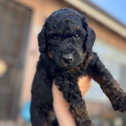 Stuffing - Phantom male Poodle puppy in Grover Beach, California from Central Coast Poodle Paws