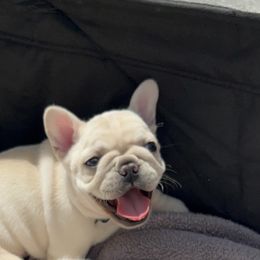 French Bulldog Puppies from The Midwest Frenchies