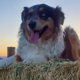 Maeve - Australian Shepherd