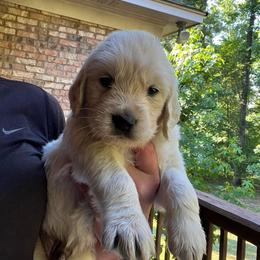 Ranger/Blue - Light golden Golden Retriever puppy in Ellerslie, Georgia from Hearthstone Goldens