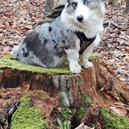 Cash - Cardigan Welsh Corgi