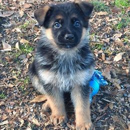 German Shepherd Puppies from Morgen Haus Shepherds