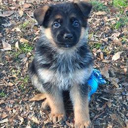 German Shepherd Puppies from Morgen Haus Shepherds