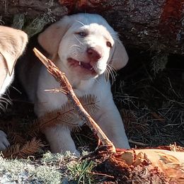 Labrador Retriever Puppies from Taylor Maid Labradors