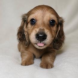 Phoenix - Dapple female Dachshund puppy in Texarkana, Texas from Lolo&CoDachshunds