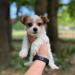 Maxwell - Tri-color male Yorkipoo puppy in Henderson, North Carolina from Dorans Danes and Doodles