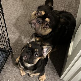 French Bulldog Puppies from Chanel & Co Frenchies