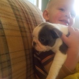 Boston Terrier and French Bulldog Puppies from Willis Family Bostons