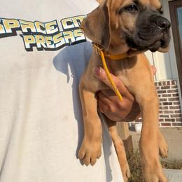 Gold collar - Tiger female Perro de Presa Canario puppy in Houston, Texas from Space City Presas