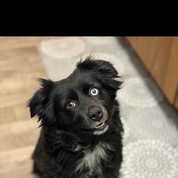 Mabel - Black tri female Miniature Australian Shepherd puppy in Fredericksburg, Texas from Wrenfalls Paradise