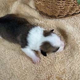 Holly - Sable and white female American Corgi puppy in Stillwater, Oklahoma from Steele Family Farms