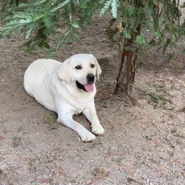 Labrador Retriever All Grown Up from Chateau St. John