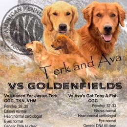 Girl 4 - Golden female Golden Retriever puppy in Great Falls, Montana from VS Golden Fields