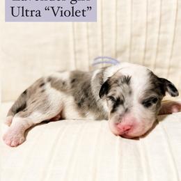 Aussiedoodle and Bernedoodle Puppies from Bella Ridge Farms & Dapper Doodles