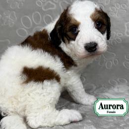 Aurora - Sable female Bernedoodle puppy in Milan, Indiana from Doodles & Spice
