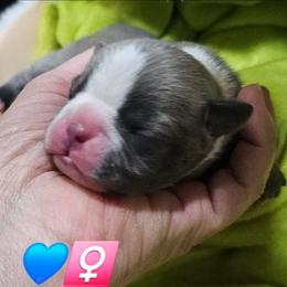 Pup5  girl 3 (blue) - Blue female Boston Terrier puppy in Versailles, Indiana from Benhams Bostons