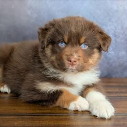 Halo - Red tri-color male Australian Shepherd puppy in Fultonville, New York from Sandy Aussies, Mini Dachshunds & Pomeranians