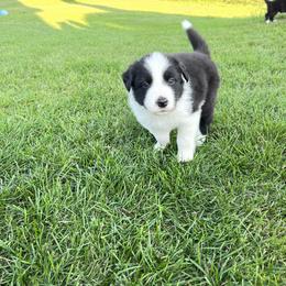 Border Collie Puppies from Pineview Farm