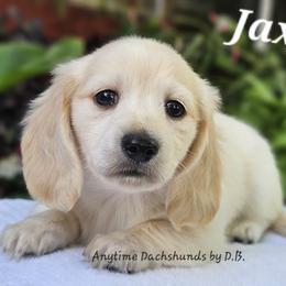Jax - Red male Dachshund puppy in Ben Wheeler, Texas from Anytime Dachshunds by D.B.